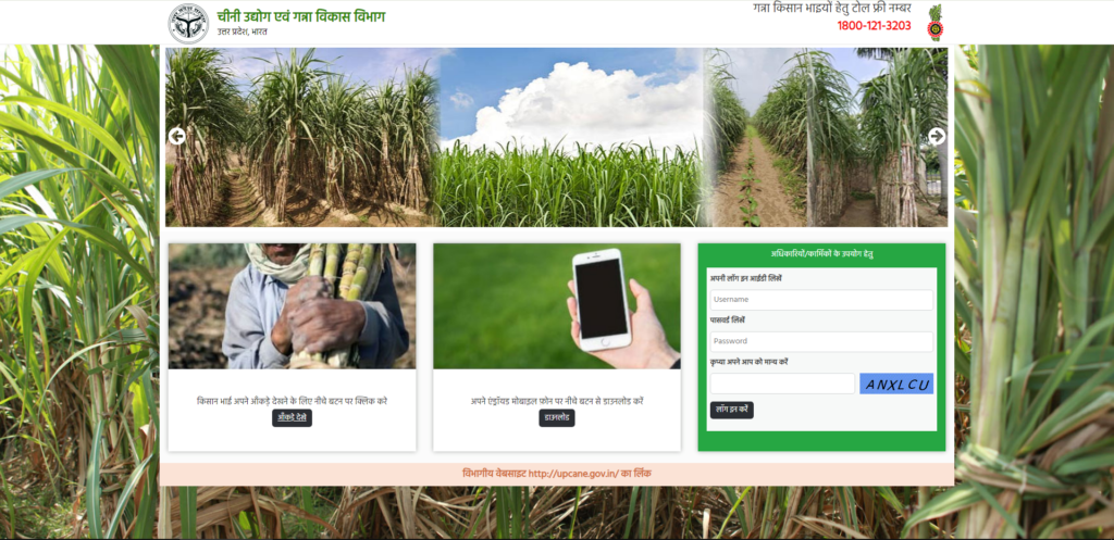 Caneup 20 फीट लंबा गन्ना : cane up.in | cane up | up cane | up cane enquiry | cane up in | sugar cane | cane up.in 2024 25 | up cane |